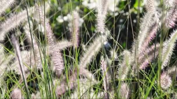 Las hierbas ornamentales absorben el sol de otoño. Alopecuroides de Pennisetum
 - Metraje, vídeo