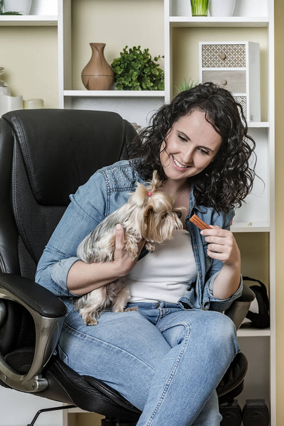 Mulher adulta encantada em roupa casual sorrindo e dando lanche para Yorkshire Terrier enquanto sentado em cadeira confortável no escritório em casa
 - Foto, Imagem