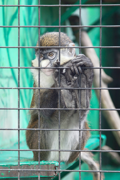Monkey - Zdjęcie, obraz
