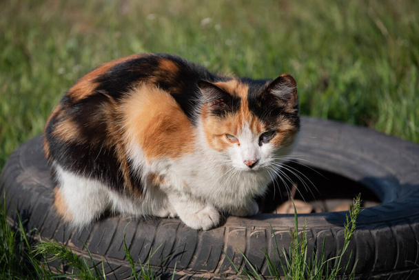 Вуличний кіт гуляє по вулиці. Кіт сидить на вулиці. Червоний кіт лежить на сонці. Кіт на вулиці чорно-червоно-коричневий. Кіт на вулиці чорно-червоно-коричневий. триколорний кіт. Трьохволосий
 - Фото, зображення