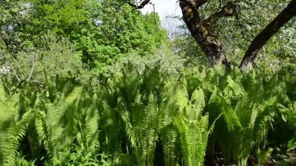 Páfrány növények mozgatni a szél - Felvétel, videó