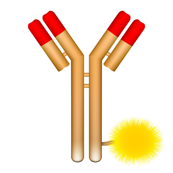 Antikörper-Molekül konjugiert mit Fluorophor - Vektor, Bild