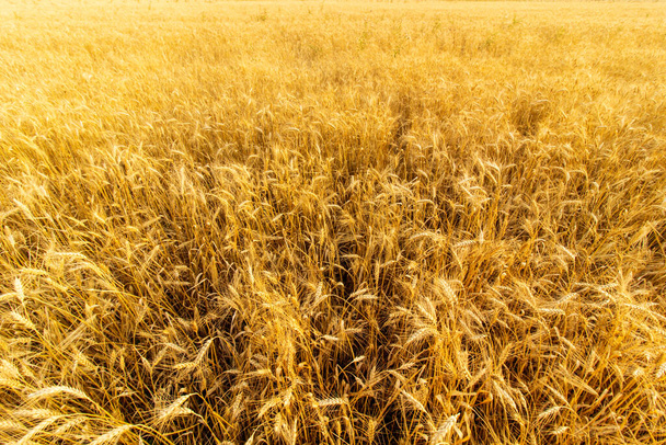 Campo de trigo no campo. Orelhas de trigo dourado na luz do pôr do sol
. - Foto, Imagem