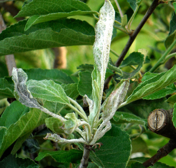 hongos polvorientos, Podoshpaera leucotricha en un manzano
 - Foto, Imagen