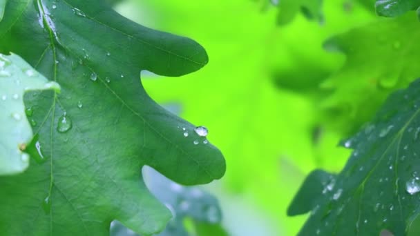 duże krople deszczu na liściach. liście i krople dębu - Materiał filmowy, wideo