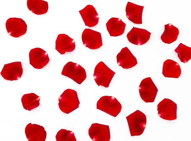 pétalos de rosa roja sobre un fondo blanco, hermoso primer plano
 - Foto, Imagen