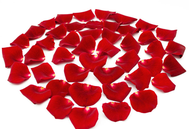 пелюстки червоної троянди на білому тлі, красивий фон крупним планом
 - Фото, зображення