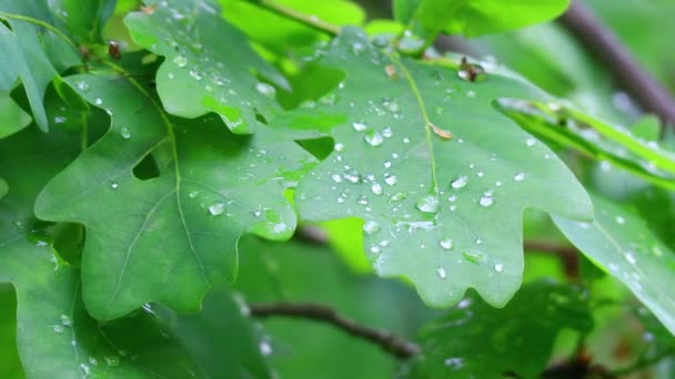 velké kapky deště na listí. dubové listy a kapky - Záběry, video
