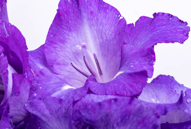 Закрыть красивый фиолетовый цветок гладиолуса - Фото, изображение