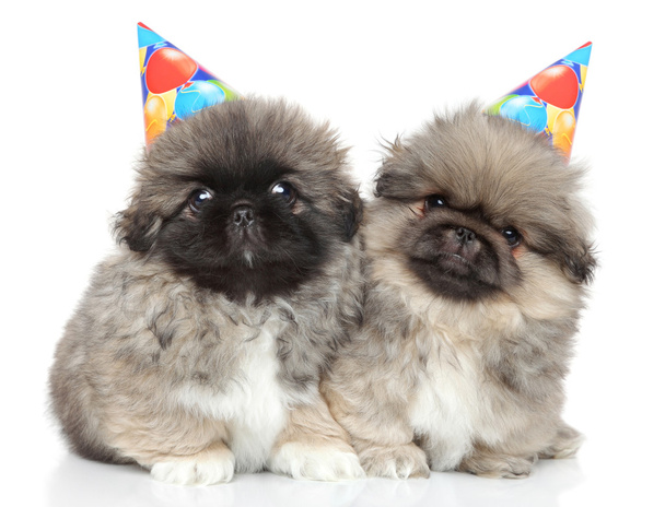 Pekingese puppies in party cones - 写真・画像