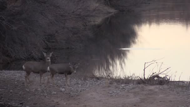 Mule Deer Does - Footage, Video