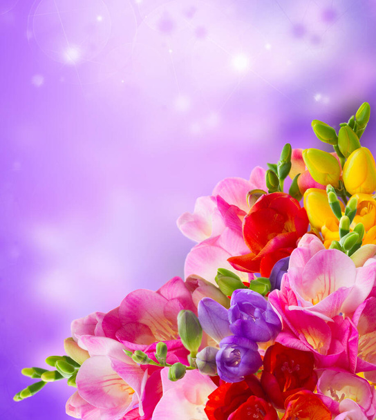 flores frescas de freesia - Foto, imagen