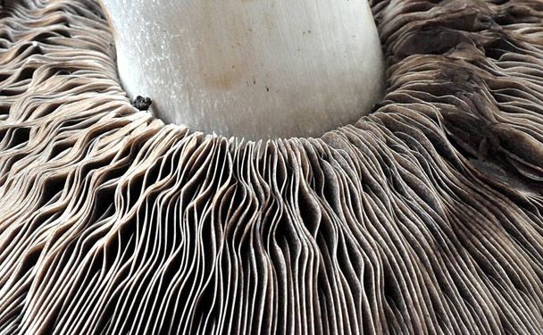 détail vue frech champignons dans la journée  - Photo, image