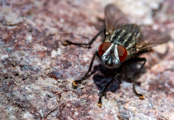 close up de uma mosca de carne Sarcophaga descansando em uma rocha
 - Foto, Imagem