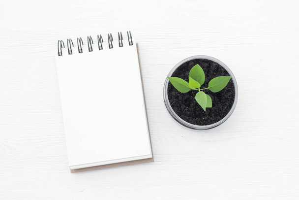Green plant in the jar with soil and blank page notepad flat lay top view background with copy space. - Foto, imagen