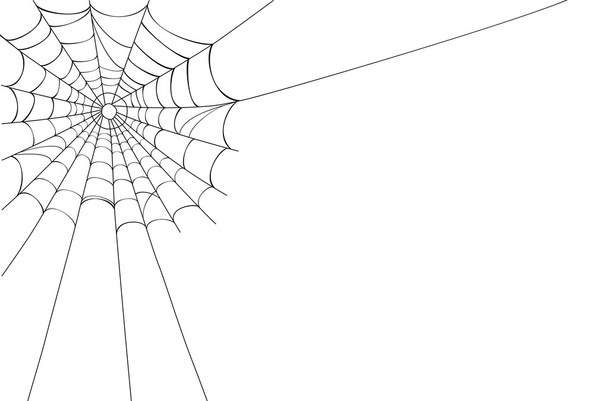 Vector Spider web on white - Vector, Image