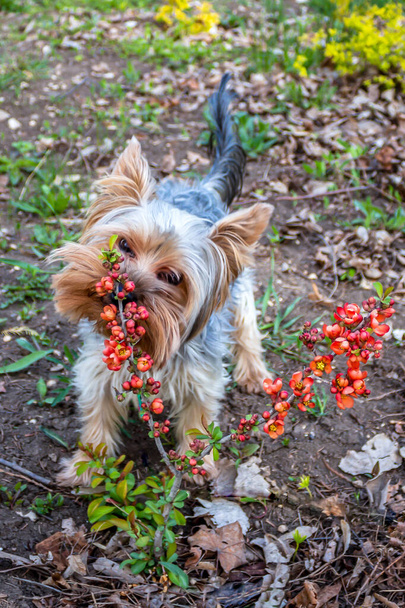 A small dog breed Yorkshire Terrier sniffs flowers on a bush of Japanese quince. - Photo, Image