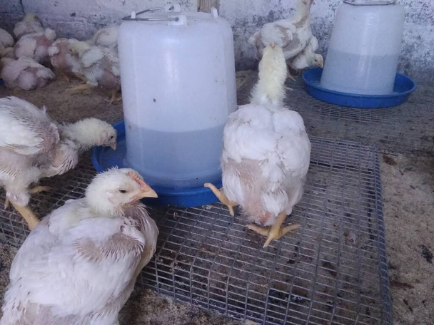 poules blanches dans une ferme
 - Photo, image
