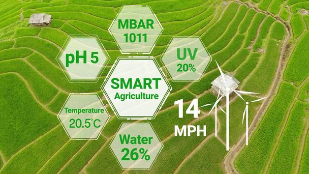 Smart digital agriculture technology by futuristic sensor data collection management by artificial intelligence to control quality of crop growth and harvest. Computer gesteunde plantage kweken concept. - Foto, afbeelding