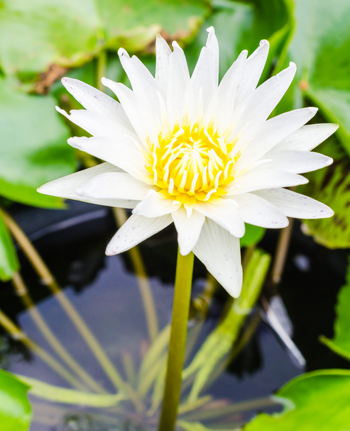 Lotus - Foto, immagini