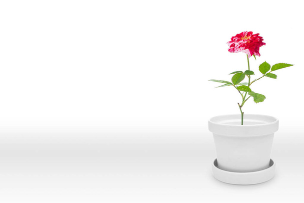 Beautiful rose plant on vase (pot) isolated on white background - 写真・画像