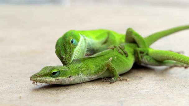 Two Green Lizards, the Carolina anole, breeding - Footage, Video