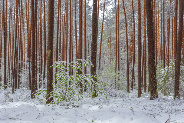 Late spring snow in the forest, unusual phenomena - Foto, Imagen