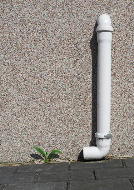 una pequeña planta trata de crecer en hormigón urbano junto a una tubería de drenaje
 - Foto, Imagen