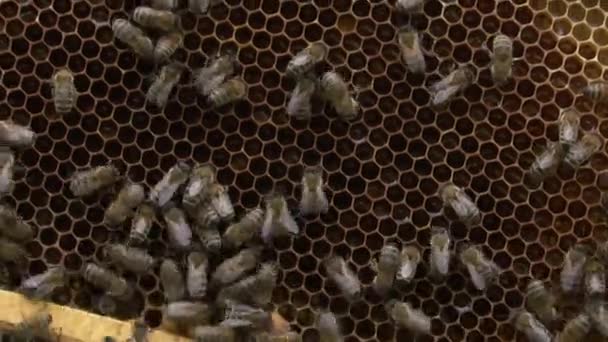 Μέλισσες σέρνονται στην κηρήθρα χωρίς μέλι, μελισσοκομία την άνοιξη, κοντινό, κύτταρο από κηρήθρες από την κυψέλη. - Πλάνα, βίντεο