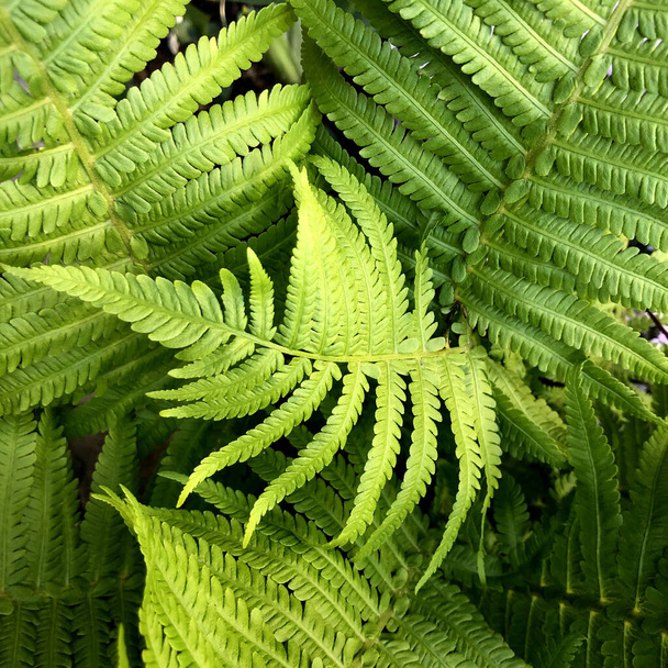 Makro Foto von grünen Farnblättern. Die Pflanze Farn blühte auf. Farn vor dem Hintergrund grüner Pflanzen. - Foto, Bild