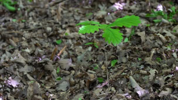 Growing a young Oak Quercus Robur - Footage, Video
