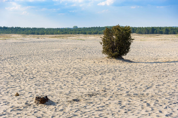 Lonley bush sur Bledow Desert, la plus grande accumulation de sable loin de toute mer, situé dans le sud de la Pologne - Photo, image