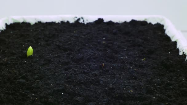 Brotos de pepino brotam do solo, timelapse
 - Filmagem, Vídeo