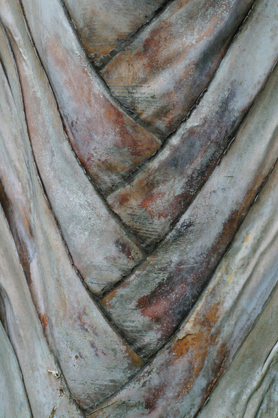Modello di palma in Natura
. - Foto, immagini