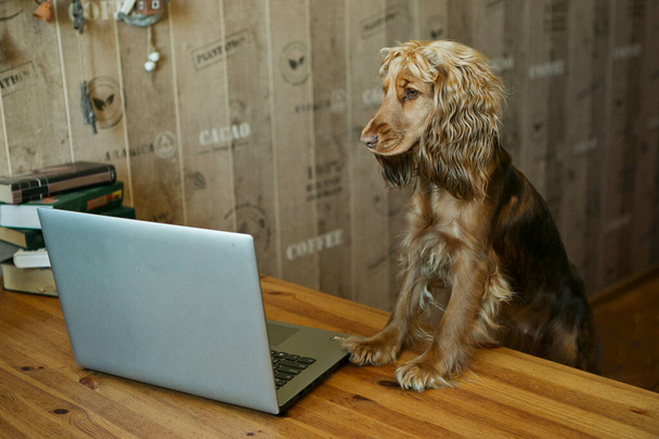 Dog standing  at a computer in the home office,  - Fotoğraf, Görsel