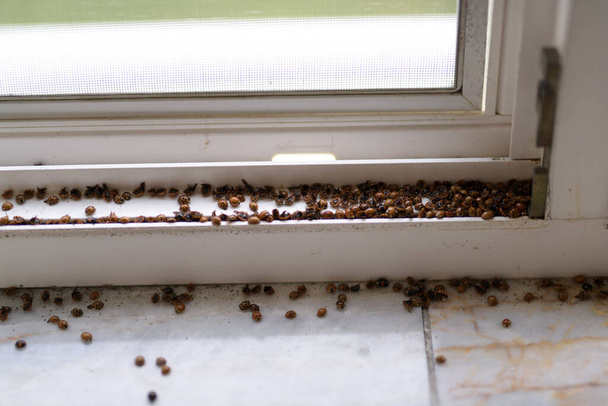 Harlequin ladybugs and Asian ladybugs on window. - Photo, Image