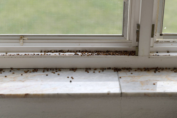 Harlequin ladybugs and Asian ladybugs on window. - Photo, Image