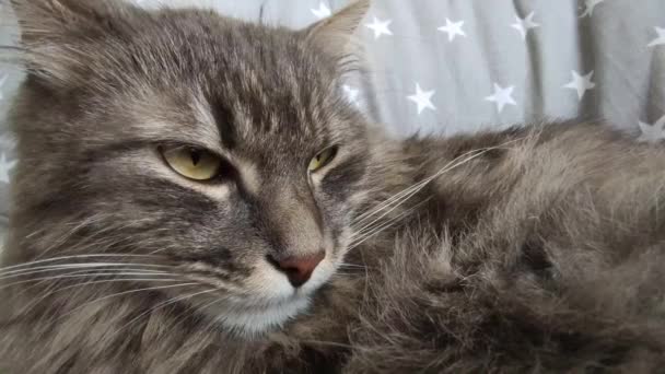 Mooie volwassen grijze kat liggend op grijze ruit close up - Video