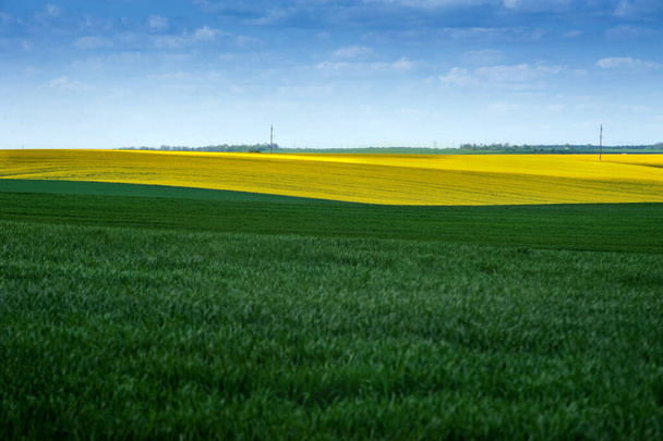 Champs jaunes lignes de colza et prairies vertes
 - Photo, image
