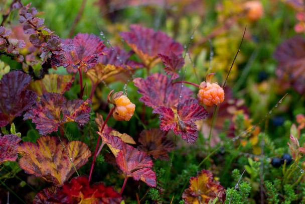 Велика ягода на барвистому тлі в горах у дощовий осінній день біля Гемседаль - Бускеруд - Норвегія. - Фото, зображення