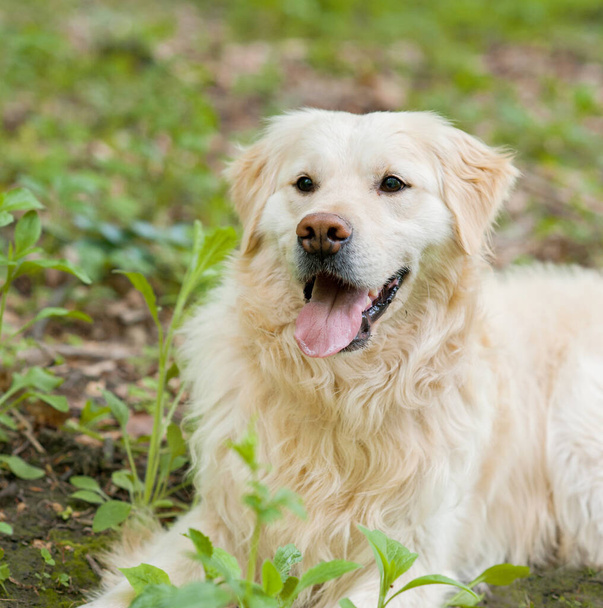 white young golden retriever portrait in forest - Фото, изображение