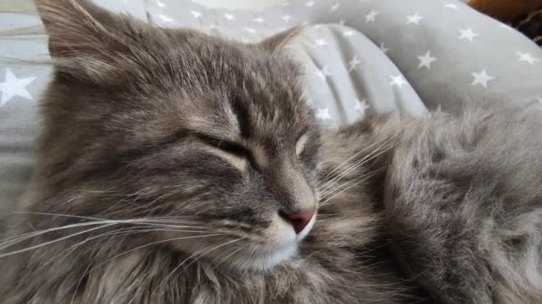 Gyönyörű felnőtt szürke macska feküdt szürke kockás közeli - Felvétel, videó