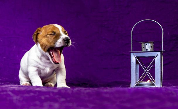 cute puppy bitch jack russell terrier yawns near a gray lantern with a burning candle on a purple bedspread, It's time to sleep. horizontal format - Foto, Bild