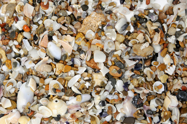 Fondo de conchas marinas
 - Foto, imagen