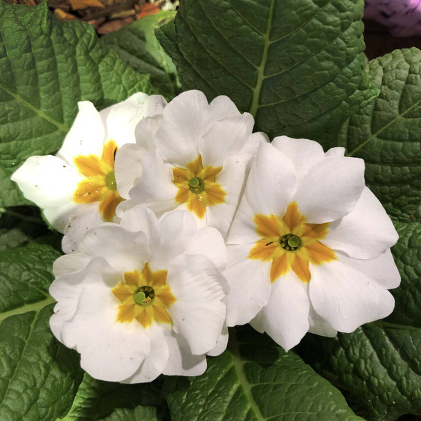 Macro Photo of a white primula flower. Stock photo Background of primula with white buds and green leaves  - Photo, Image