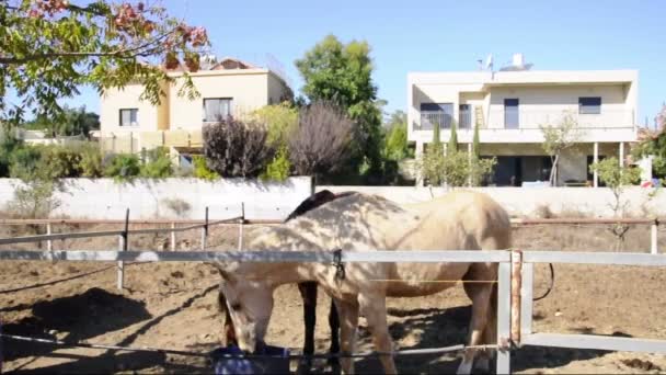 Horses eating - Footage, Video