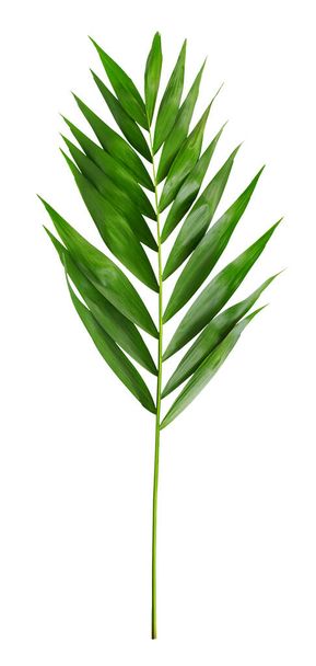 Palm leaves on white isolated background. Minimal summertime concept. - Photo, Image