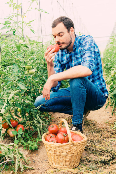 Bauer riecht eine frisch gepflückte Tomate. Selbstgezogenes Tomatengemüse an einer Gewächshausrebe. - Foto, Bild