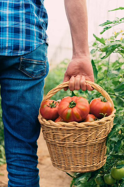Farmář sbírá rajčata v košíku. Rajčatová zelenina pěstovaná doma na skleníkové révě. - Fotografie, Obrázek