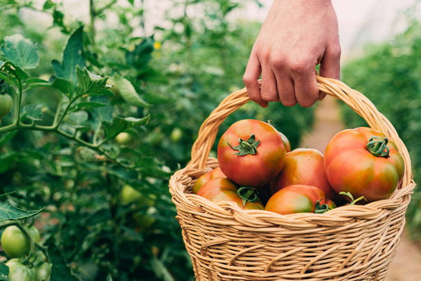 Contadino che raccoglie pomodori in un cesto. Ortaggi a pomodoro coltivati in casa su una vite da serra
. - Foto, immagini